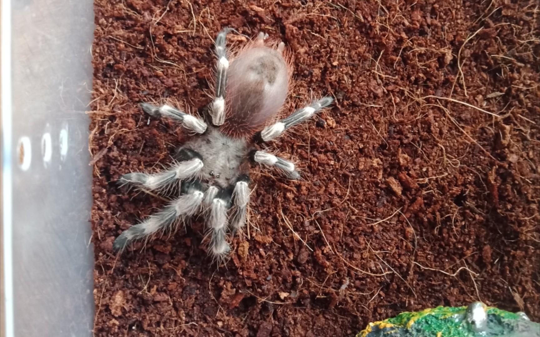 巴西白间红尾六厘米母开箱