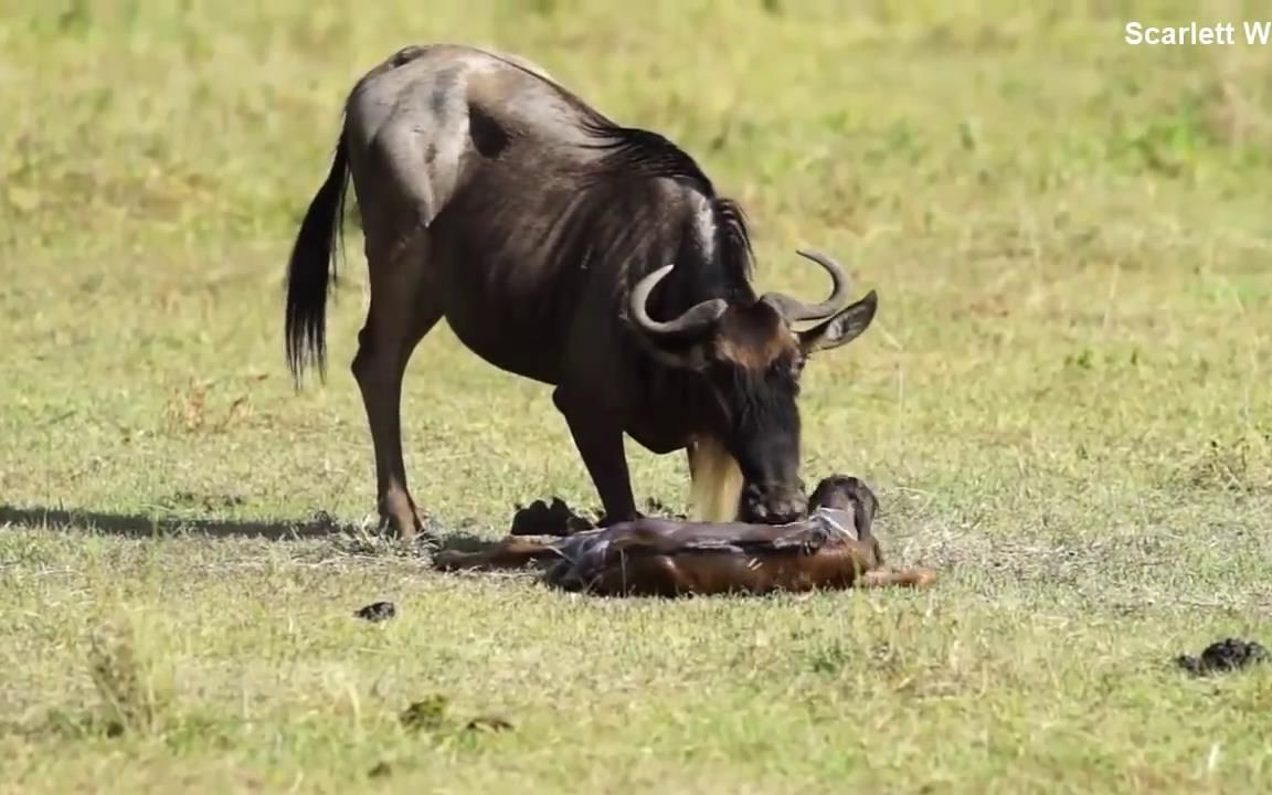 角马生产小角马,镜头记录下全过程,场面感人