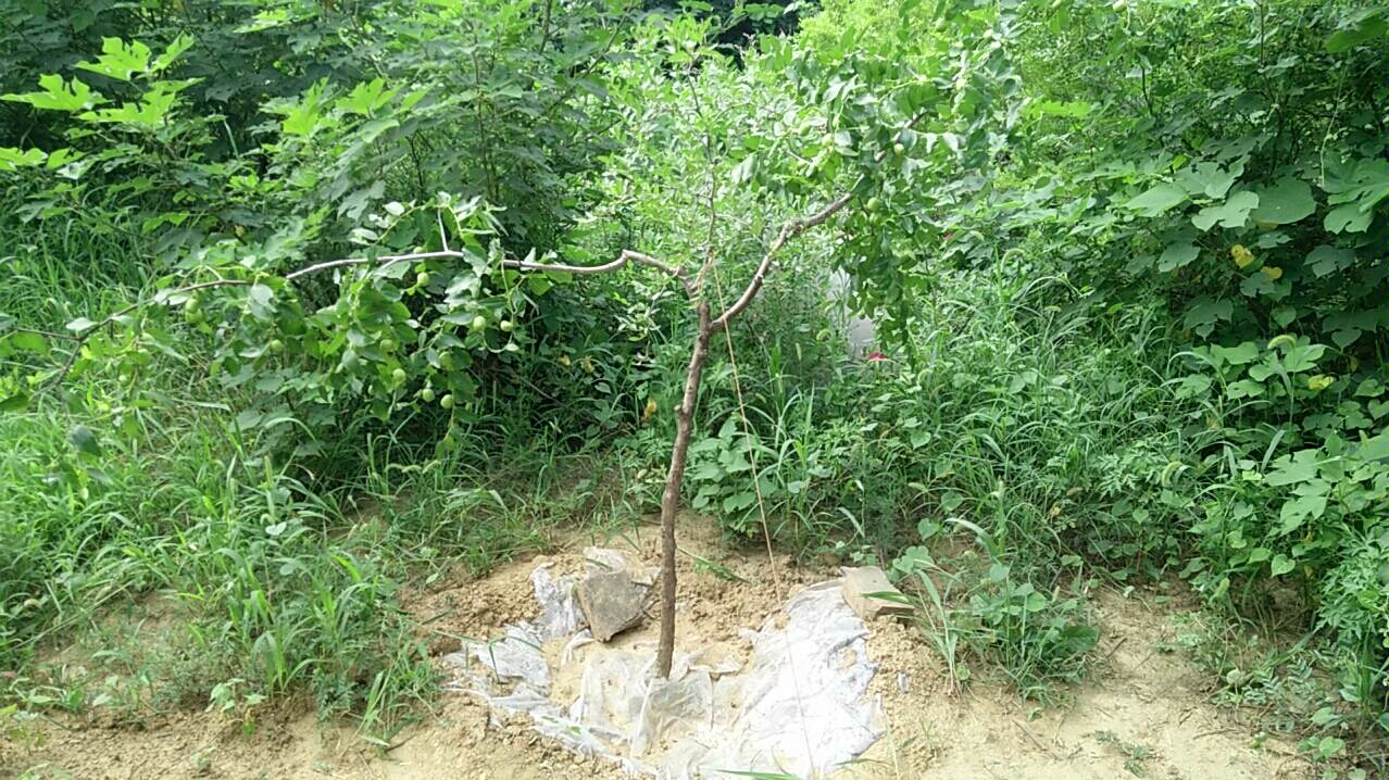 去年练习嫁接的枣树.结果了!