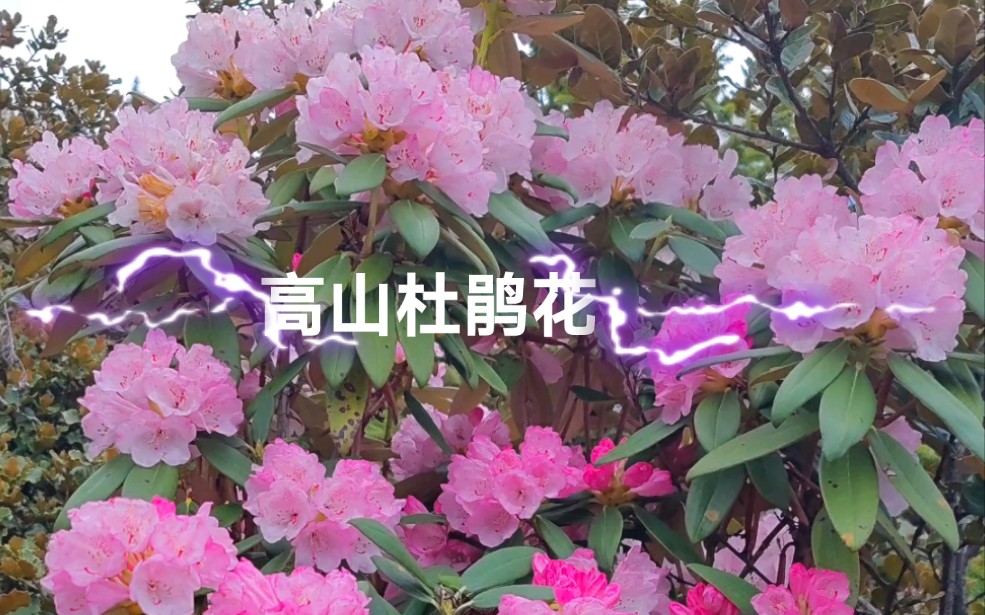 高山杜鹃花哔哩哔哩bilibili