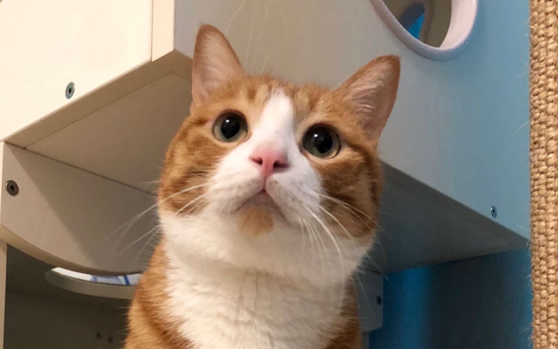 咪猫:"我吃了这一顿再减肥(っ 03 -17)"