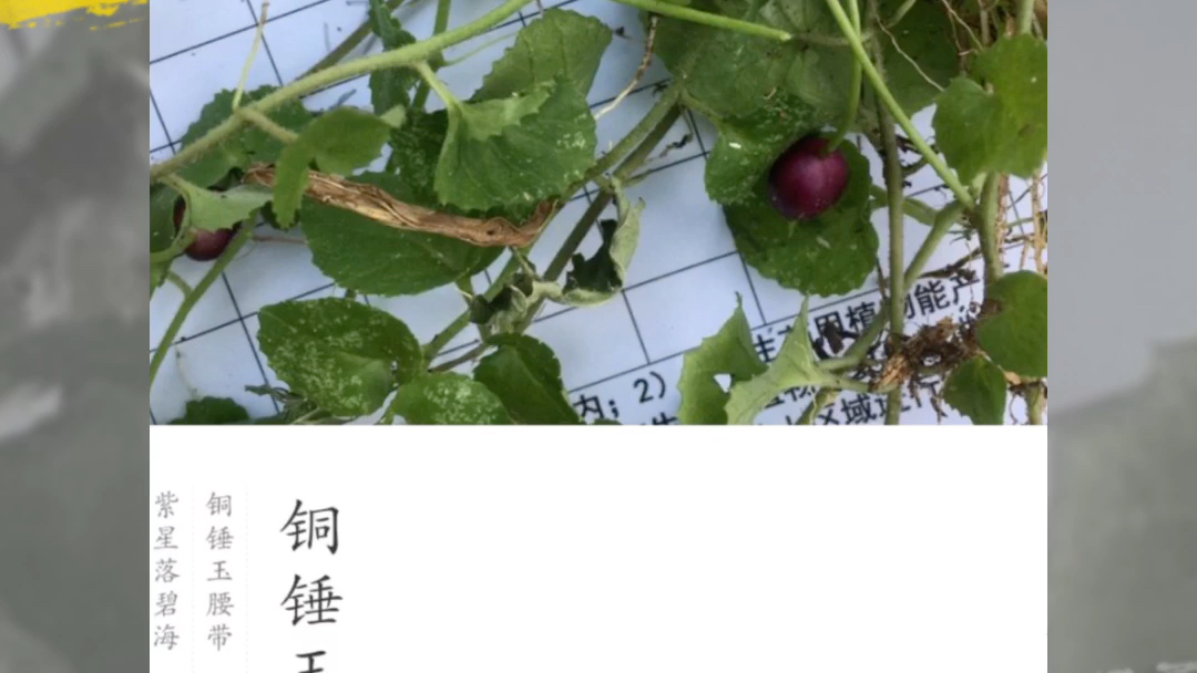 常见植物图鉴23哔哩哔哩bilibili