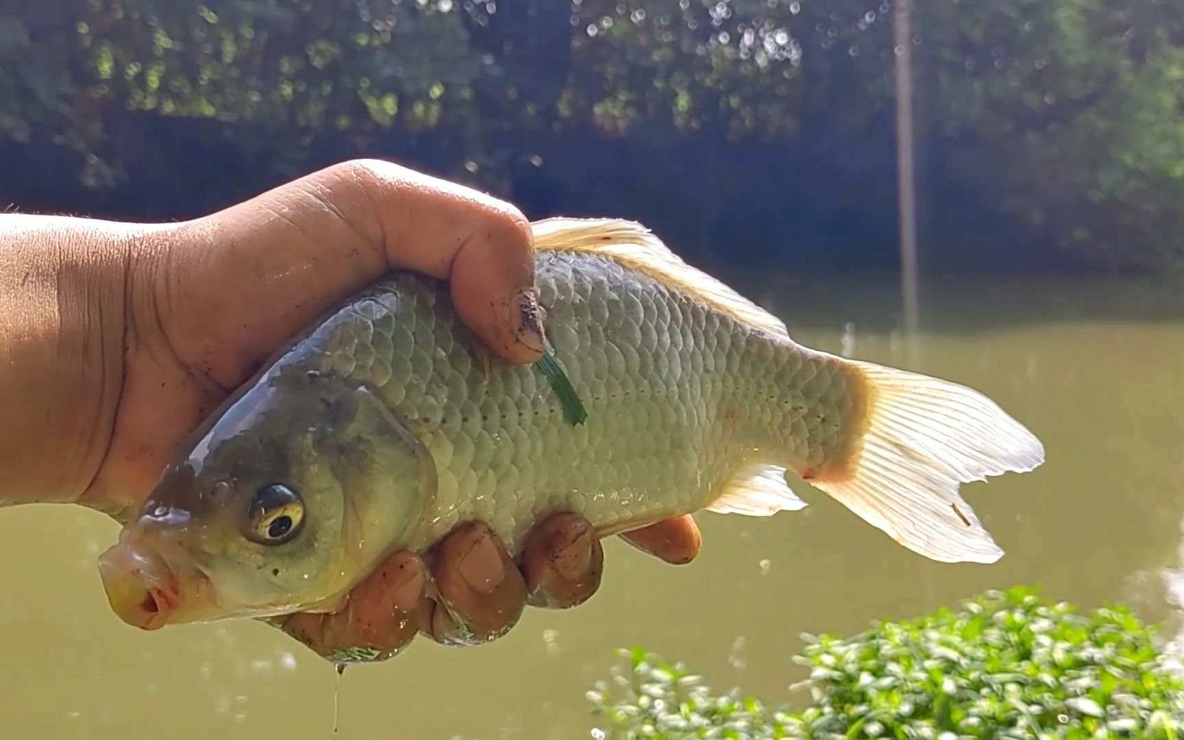 今天我真的钓了一大桶鱼!上午场!野河用蚯蚓和玉米闷竿钓第二天!