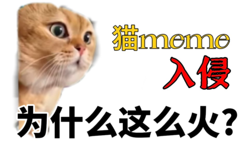 猫meme是怎么火遍b站的?(深度解析)
