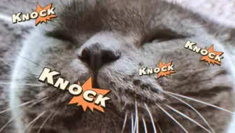 猫 尾 KNOCK
