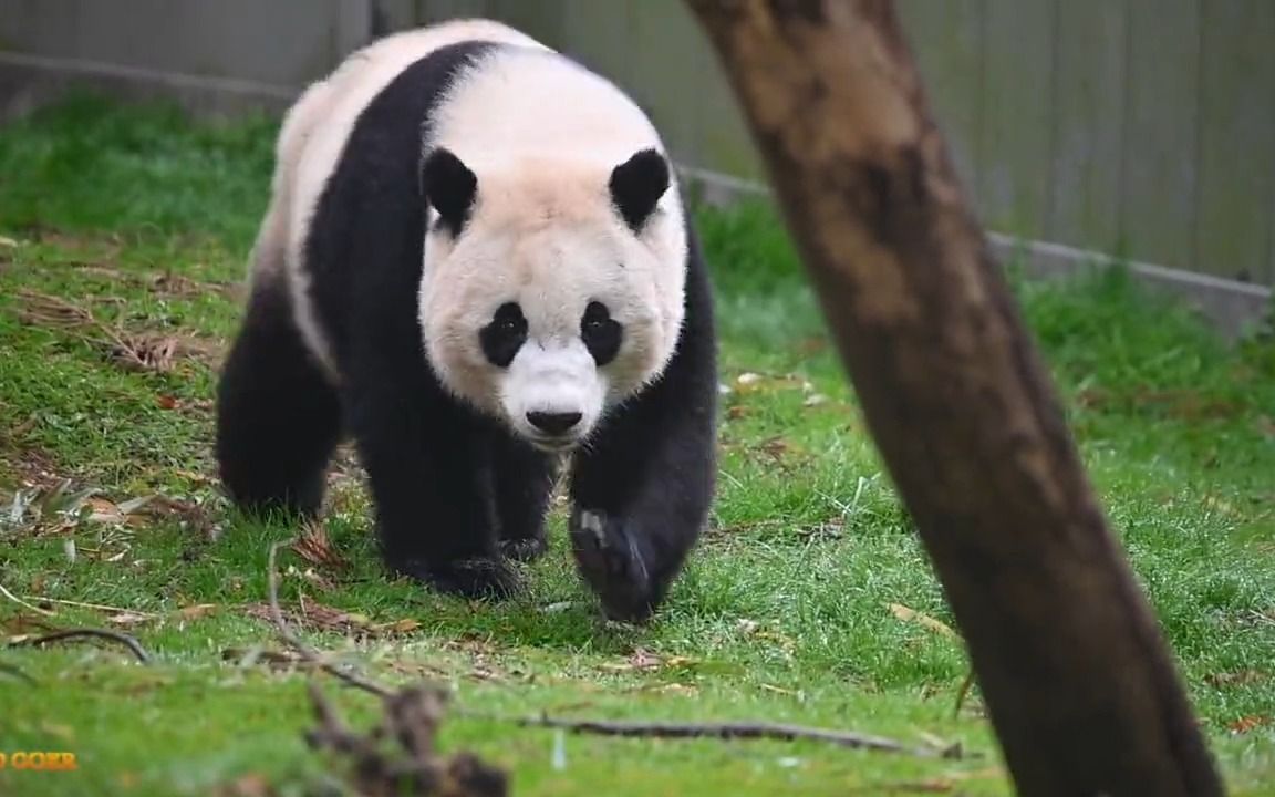 【大熊貓小奇蹟】奇蹟豬追松鼠,豬寶:小松鼠別跑別跑快陪我玩