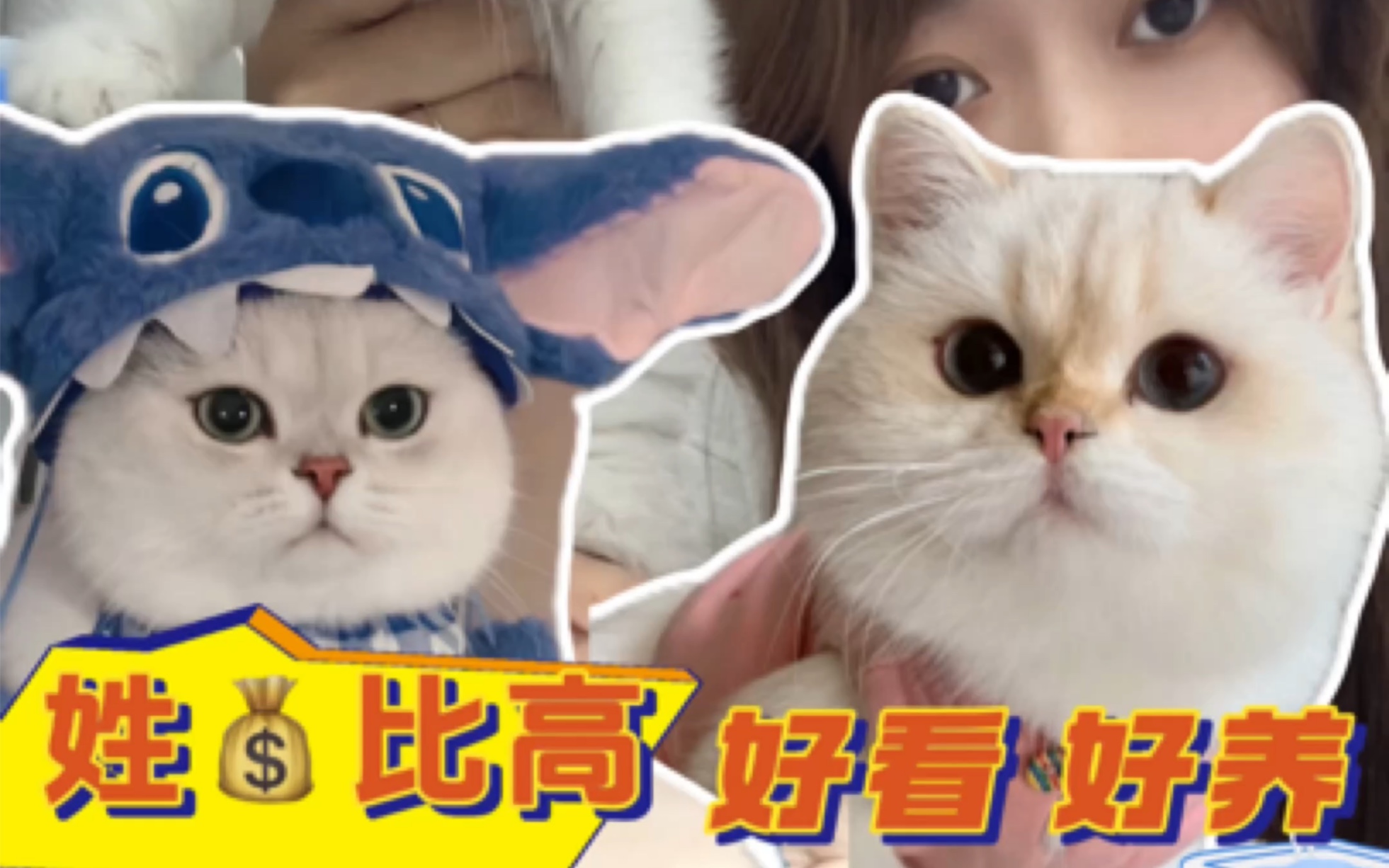 [图]适合学生党养的猫