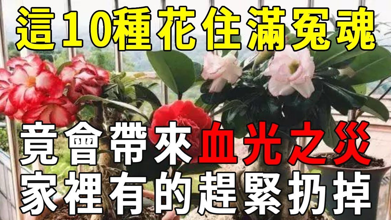 [图]真的不是迷信！这10种花是冤魂的家，不仅破财还会带来血光之灾，家里种有的赶紧扔掉！ 【晓书说】