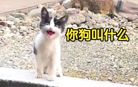 [图]猫咪：你在狗叫什么！