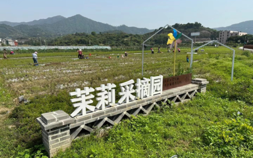 茉莉花茶的四大产区你知道吗?每天20秒学习一个茶知识!哔哩哔哩bilibili