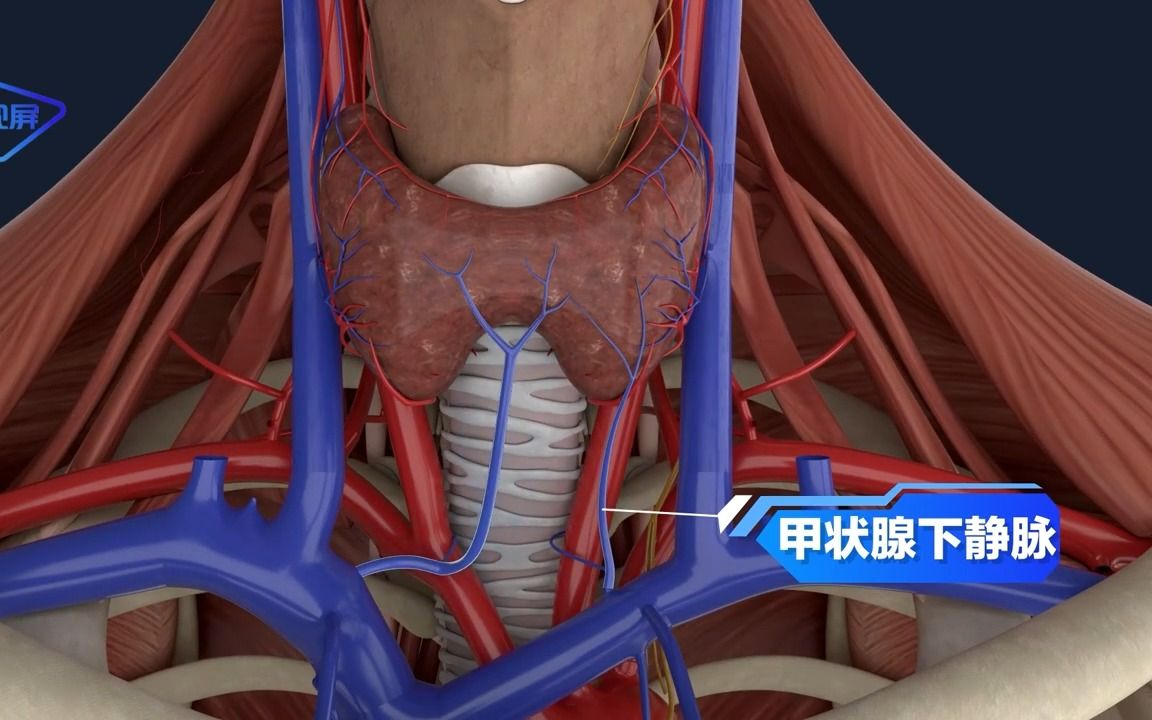 人體的生理結構:甲狀腺的血管