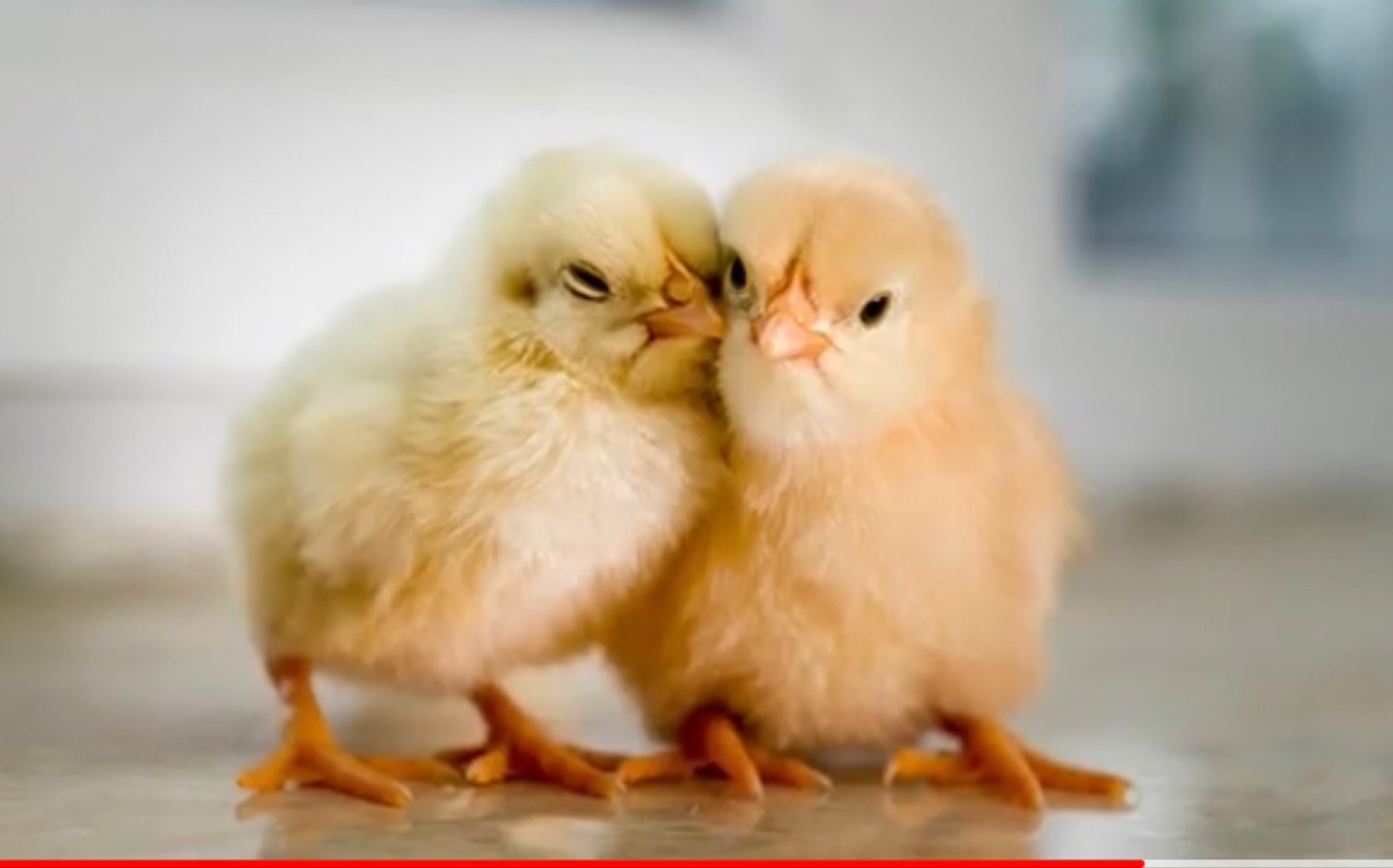 每天可以什么都不干,静静地看着一群叽叽咕咕的小鸡,就很快乐.