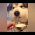 【阿拉斯加】阿拉喝奶的样子简直萌化了  看狗狗喝奶我竟然也觉的很甜！