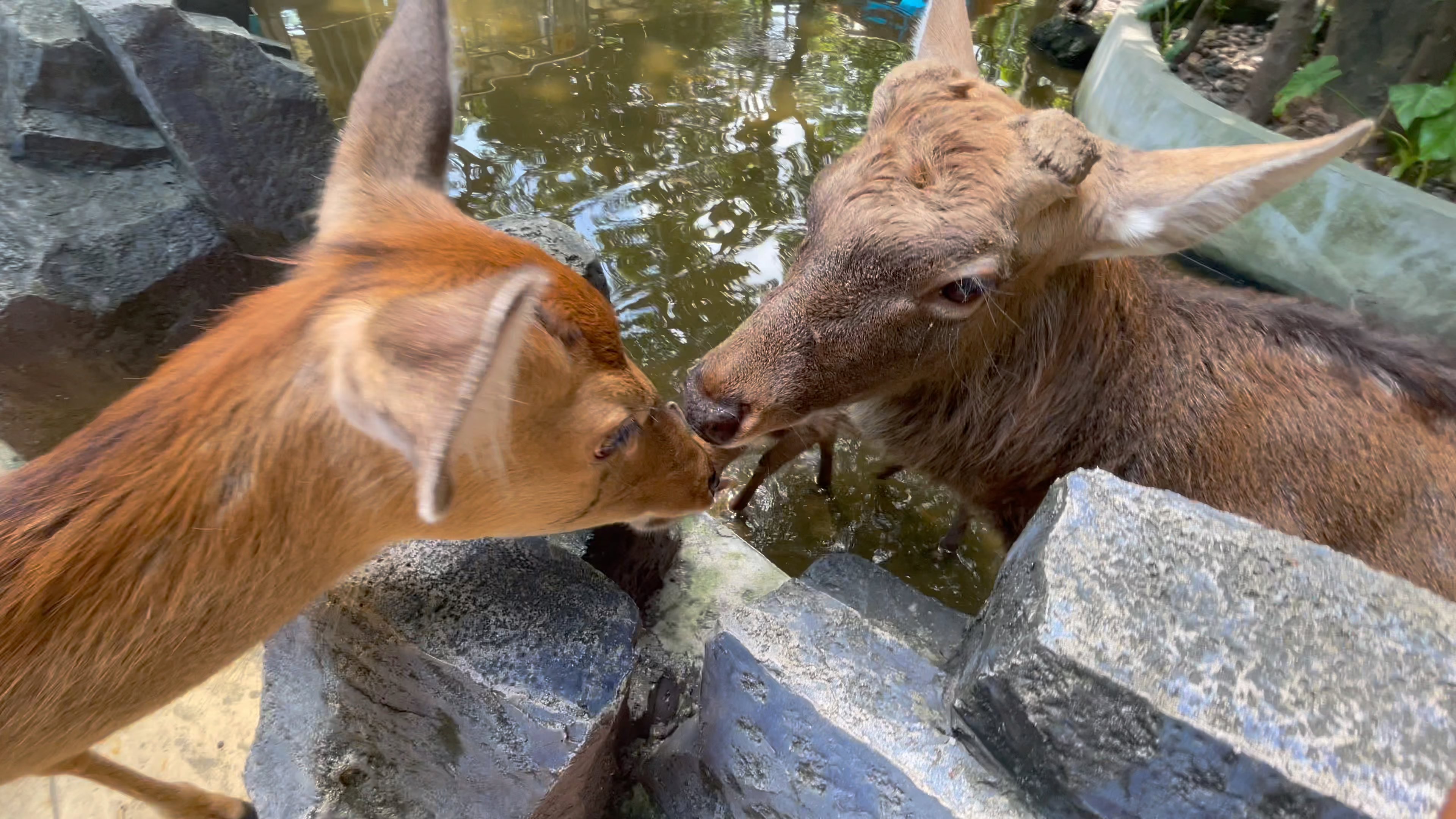 (中02)陈李毛游记之湛江寸金动物园揽爽爽之旅_哔哩哔哩_bilibili