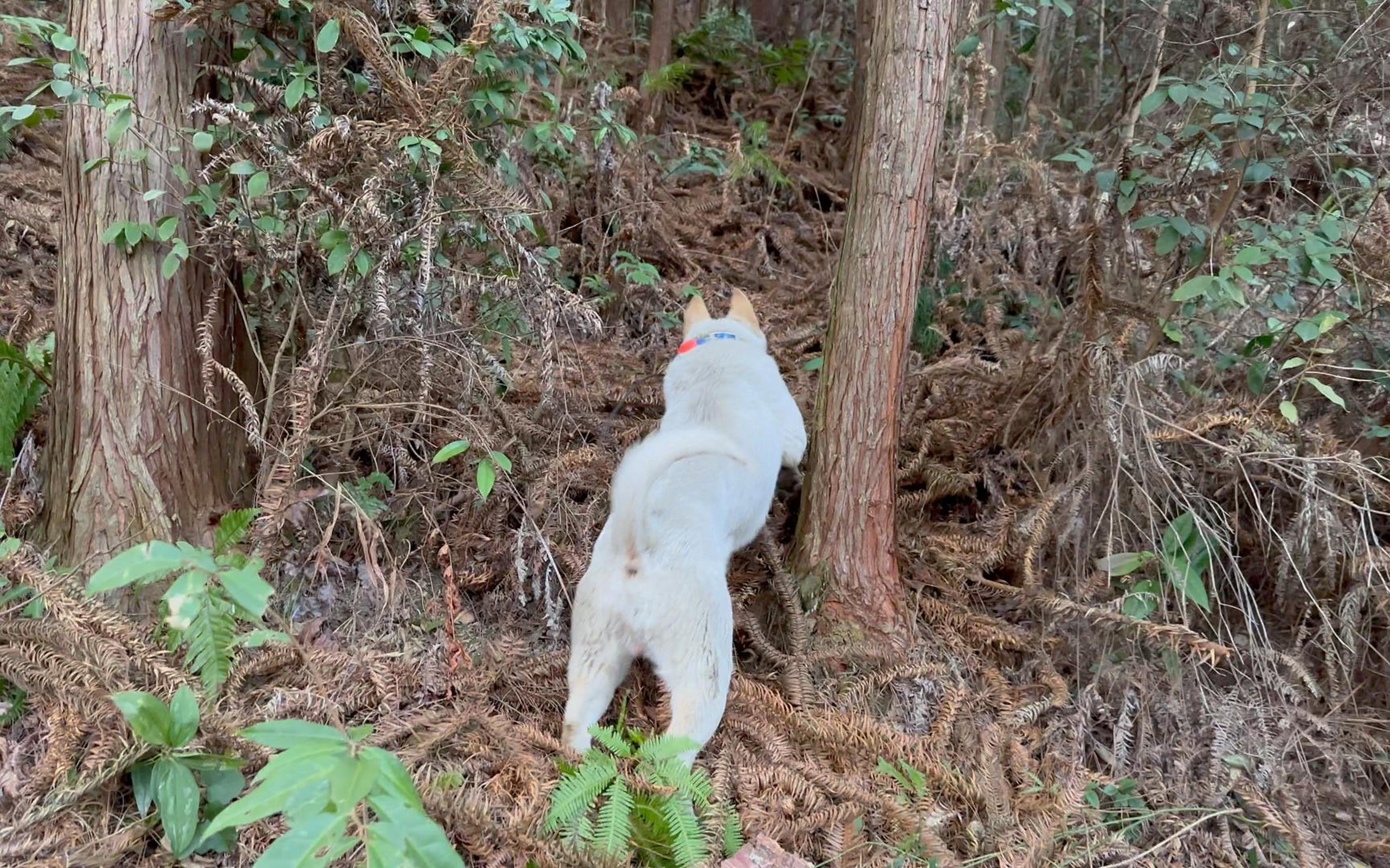 为什么有的猎狗身价上万,看看这个猎狗找猎物气味的样子你就明白哔哩哔哩bilibili