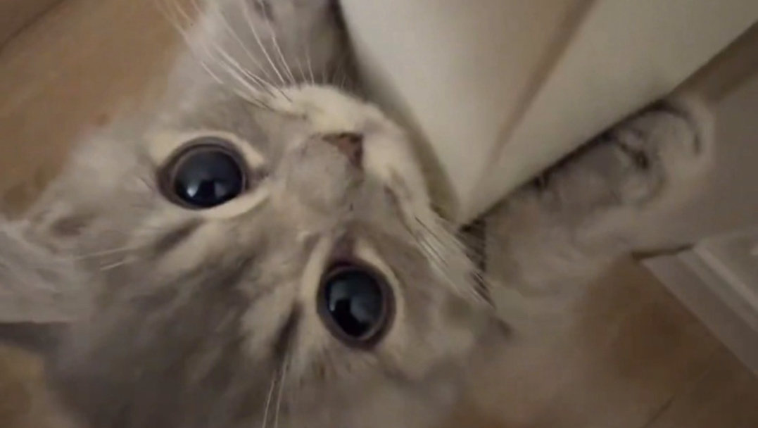 真可爱，它小手软软的