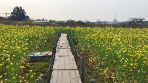 福州长乐这个公园开满油菜花 景色迷人 哔哩哔哩 つロ干杯 Bilibili 福州长乐这个公园开满油菜花 景色迷人 哔哩哔哩 つロ干杯 Bilibili