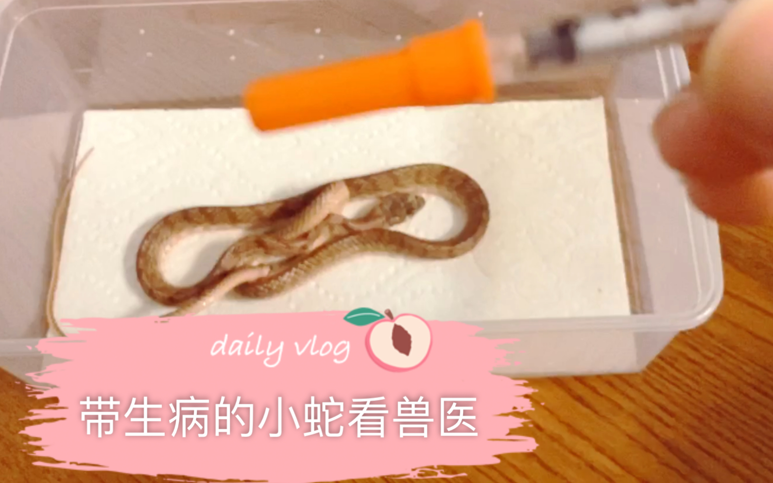 日常马鞭蛇甜甜圈生病后的恢复记录第一次带小蛇看兽医