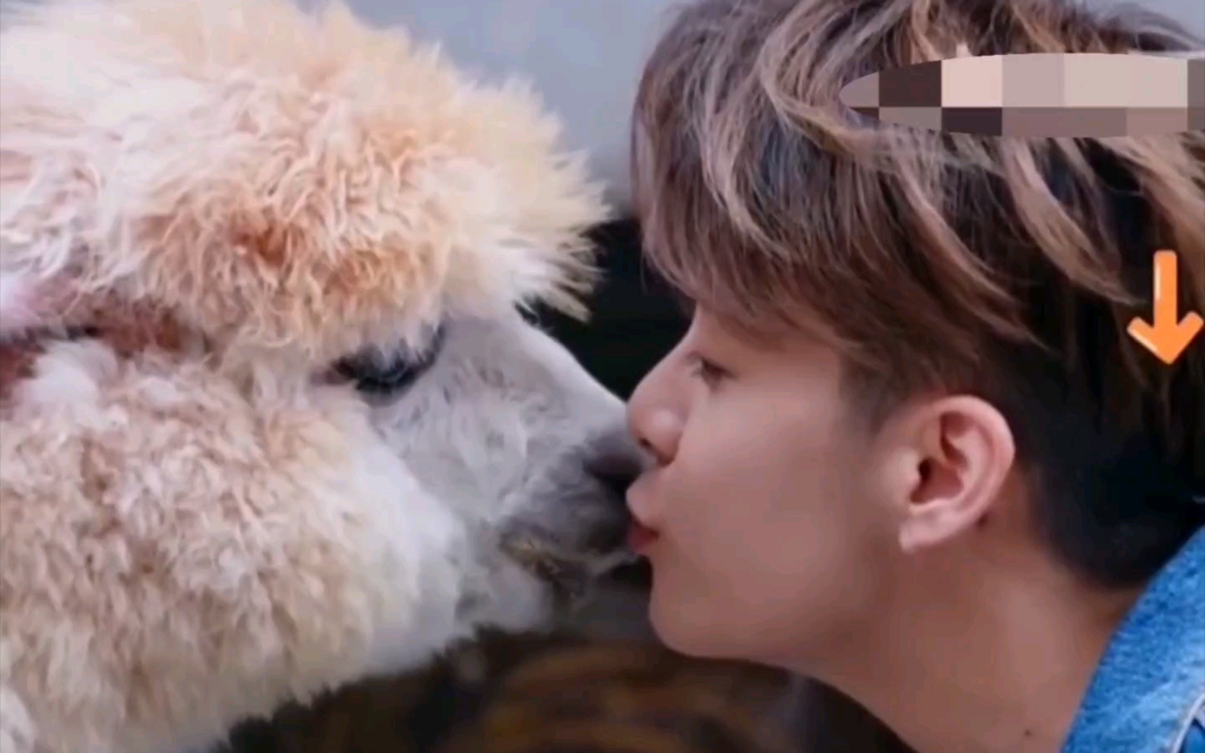 【amber丨刘逸云】"羊驼"亲羊驼,承包a殿的亲亲,做梦素材有!