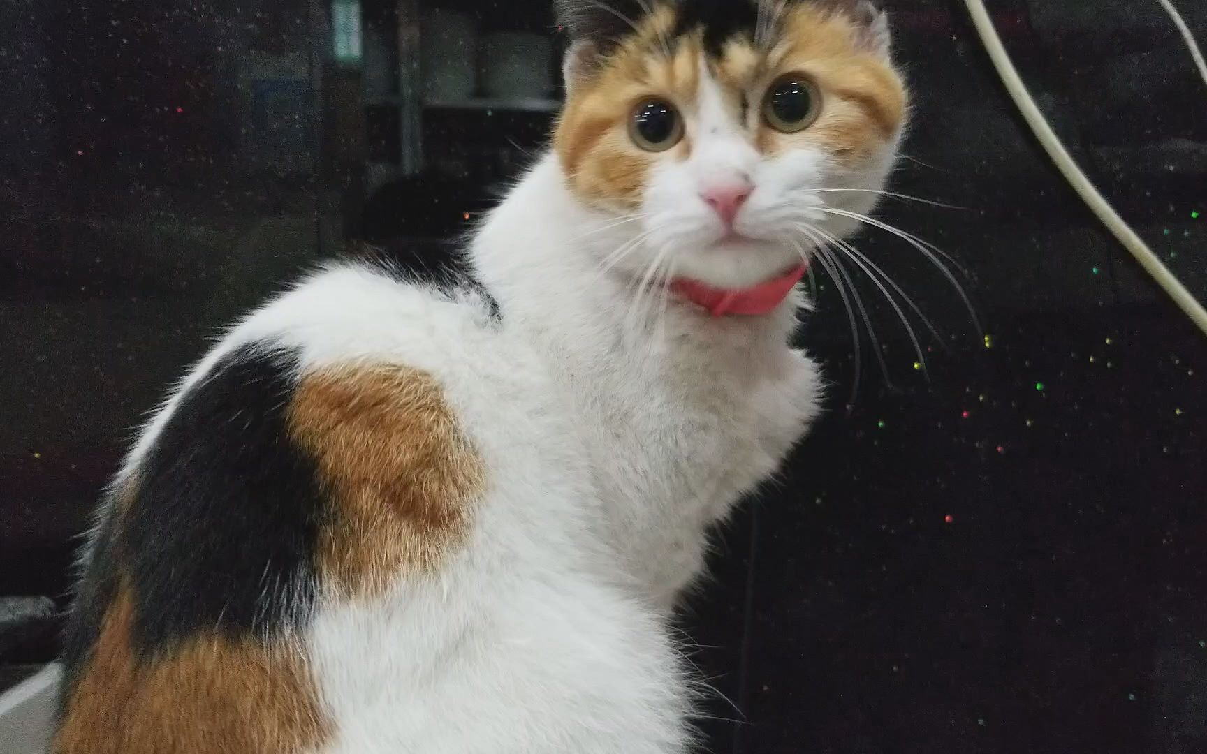 千里香馄饨店老板娘养的三花猫,敲可爱