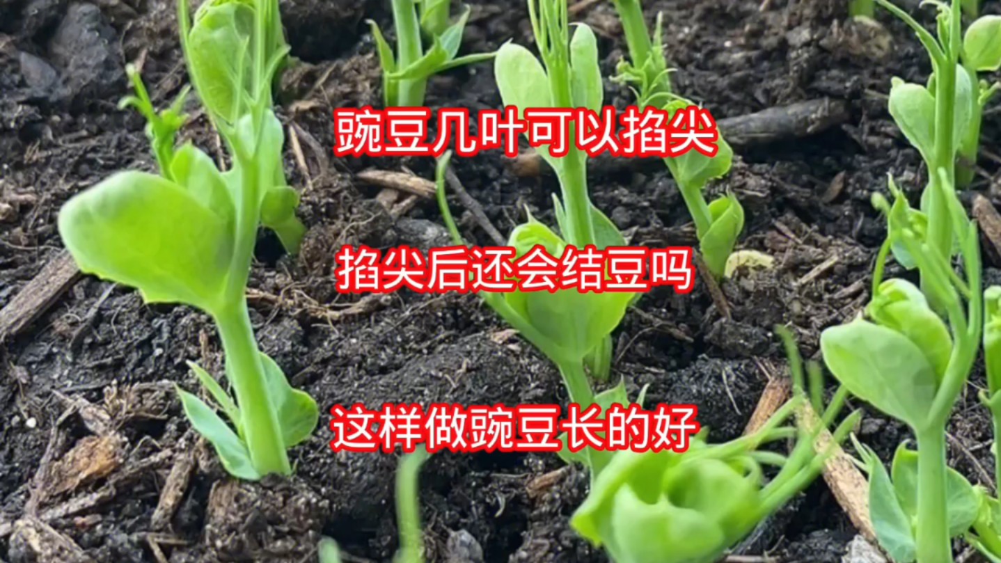 豌豆几叶可以掐尖?掐尖后还会结豆荚吗?这样做豌豆长的好哔哩哔哩bilibili