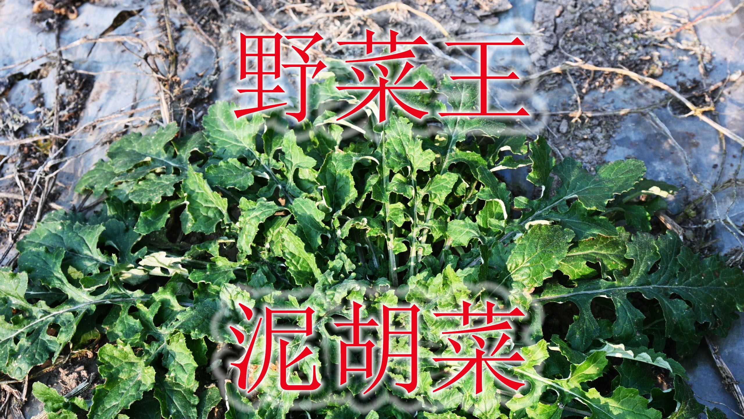 野菜之王“泥胡菜”,植物别称“石灰菜”,深受某些人喜爱哔哩哔哩bilibili