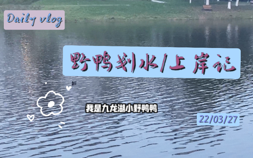 [图]东南大学九龙湖九曲桥看鸭日记｜20220327 赤嘴鸭在湖中的划水游记与上岸觅食日常，真的小小一只鸭，大家喜欢看鸭子嘛？我真是一个无聊的人。