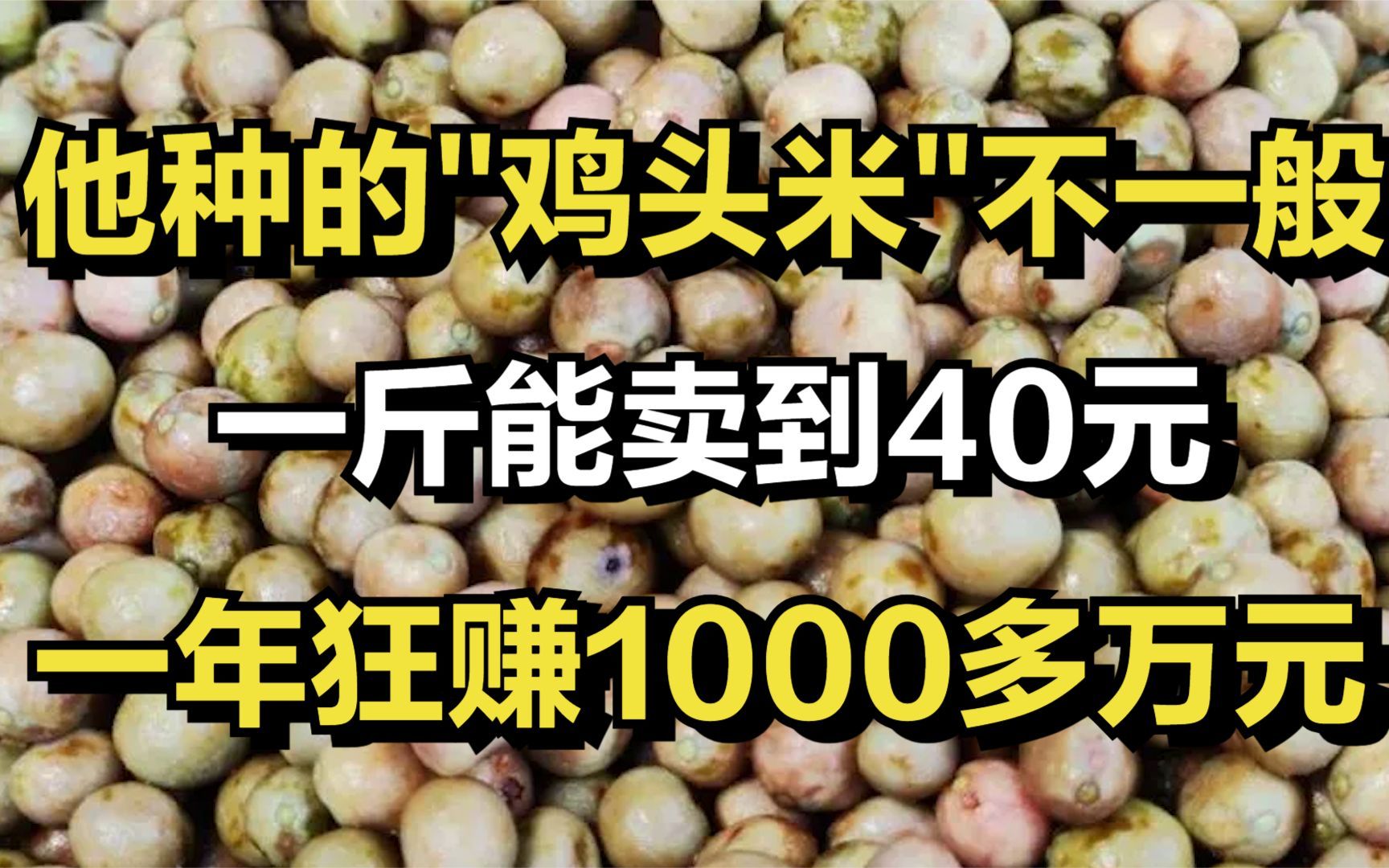 他种的"鸡头米"不一般,一斤能卖到40元,一年狂赚1000多万元哔哩哔哩bilibili