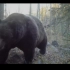 艾伯塔省北部的大灰熊 苦寒之地还长这么胖！