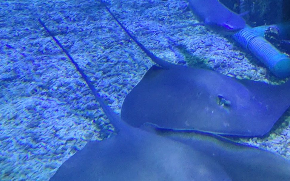 海底世界扁扁的鱼图片