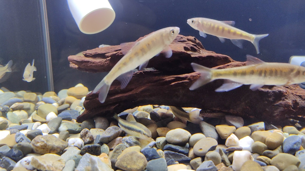 元旦40cm方缸原生鱼 长鳍鬣 齐氏鱊 溪石斑 小鳈鱼