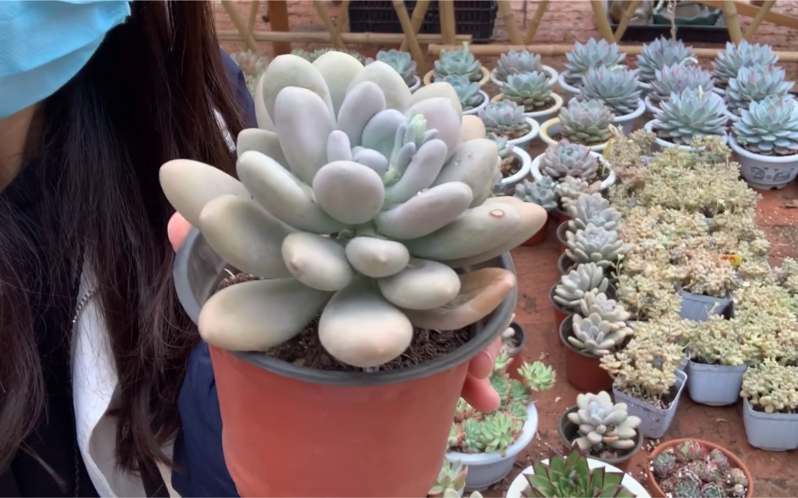 多肉植物之象牙奶养护纯干货-让梦琪傻傻记不清名字的肉肉