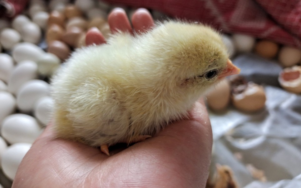 【小鸡破壳出生记录】可爱软萌小鸡仔带你见证生命的奇迹!