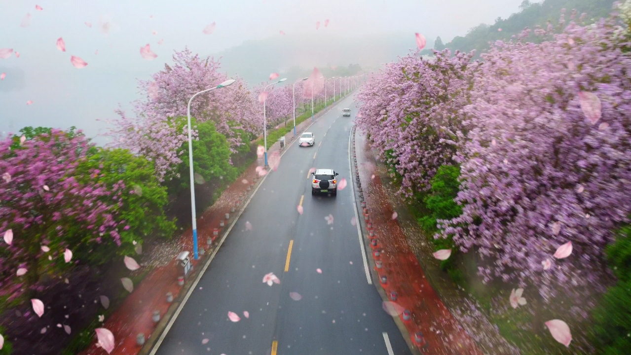 [图]《Far Away From Home》远离家乡，来柳州环江柳州版H江南FT风景洋紫荆粉色梦幻