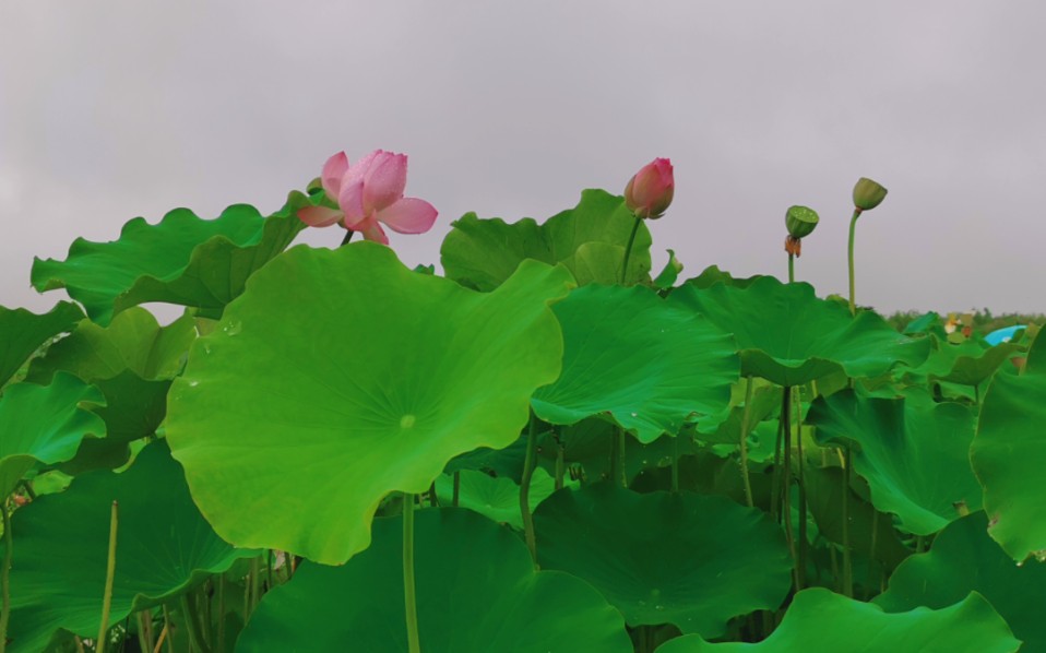 [图]小峪口雨中赏荷