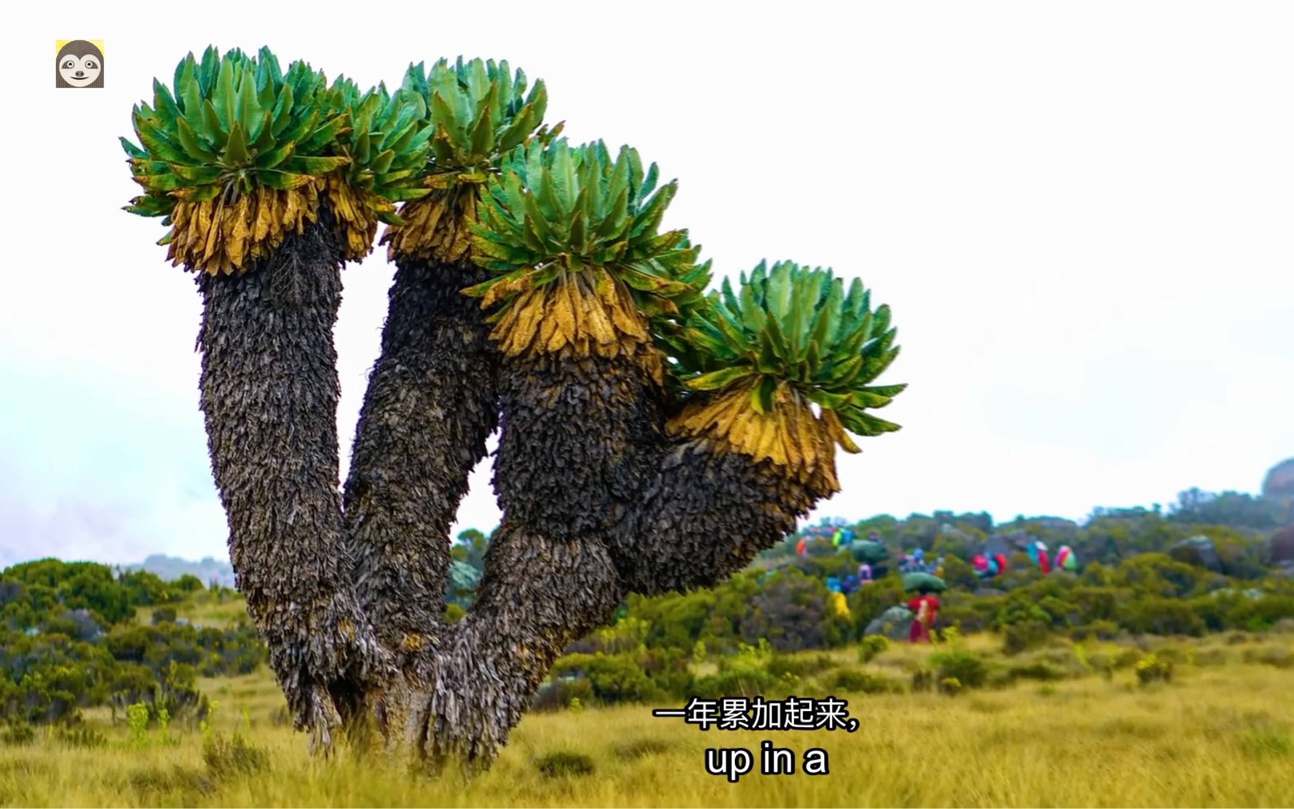 乞力马扎罗千里木,外形和名字一样奇特.