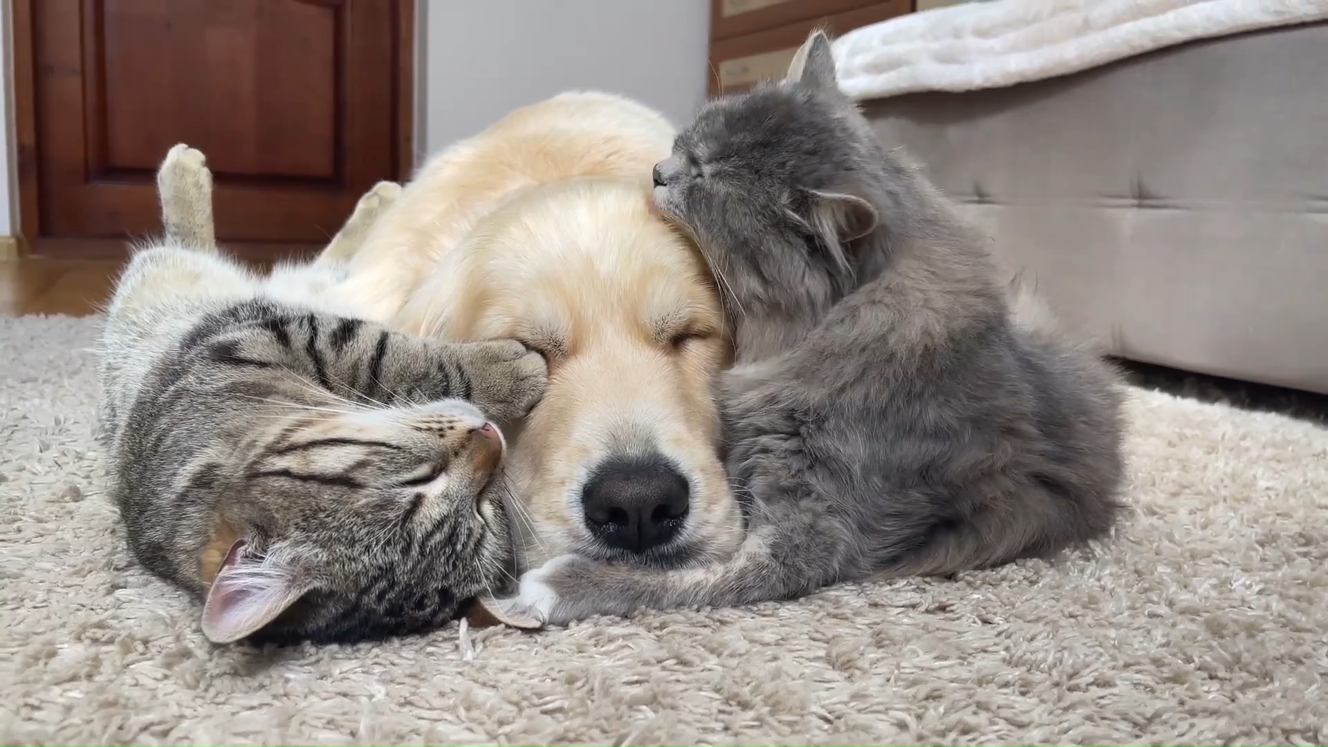 两只可爱的猫咪,谁更爱金毛?