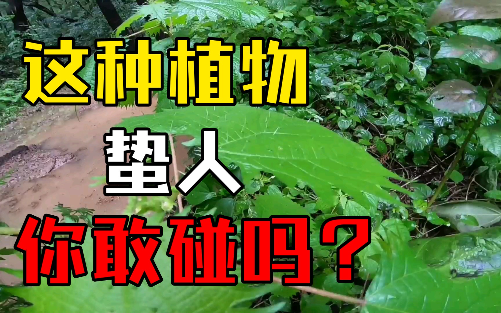 鉴定网络热门植物:荨麻哔哩哔哩bilibili