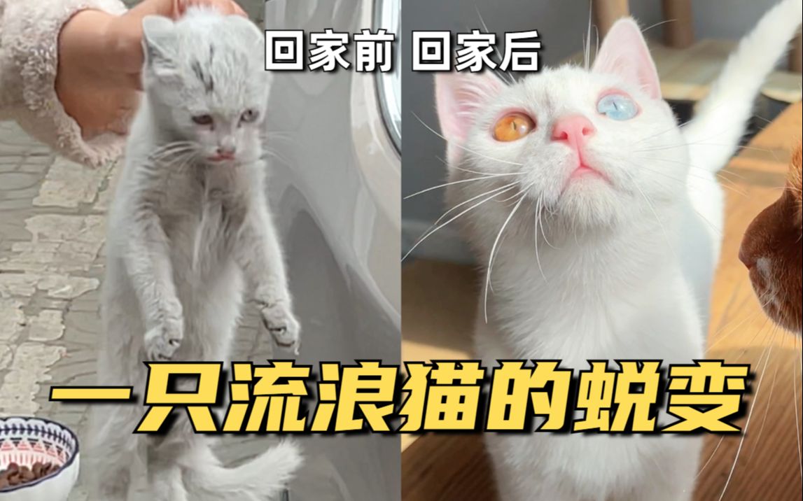 [图]流浪猫捡回家后五个月，性格变化能有多大！！