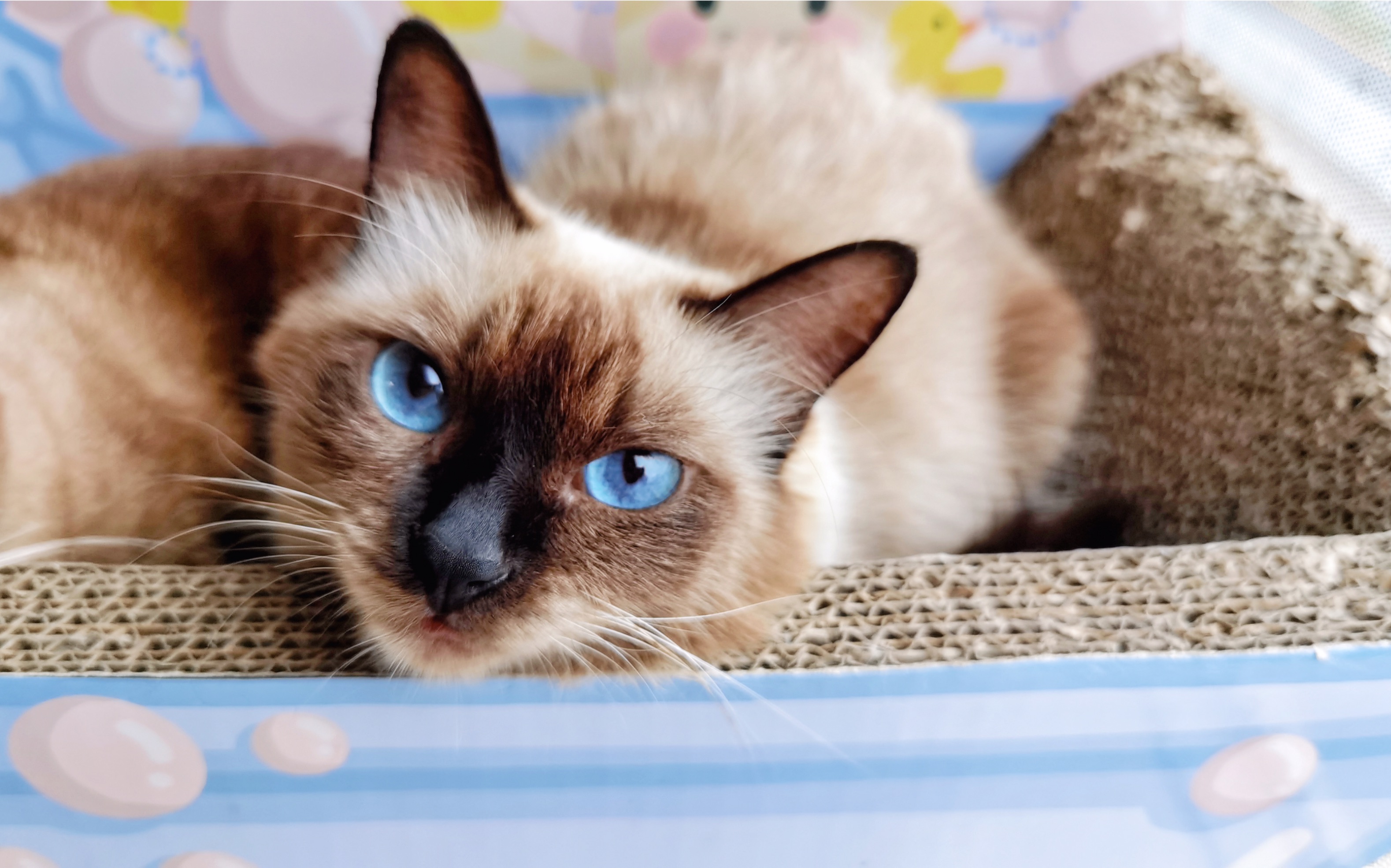 旦旦来了!这蓝眼珠子谁不爱呢!