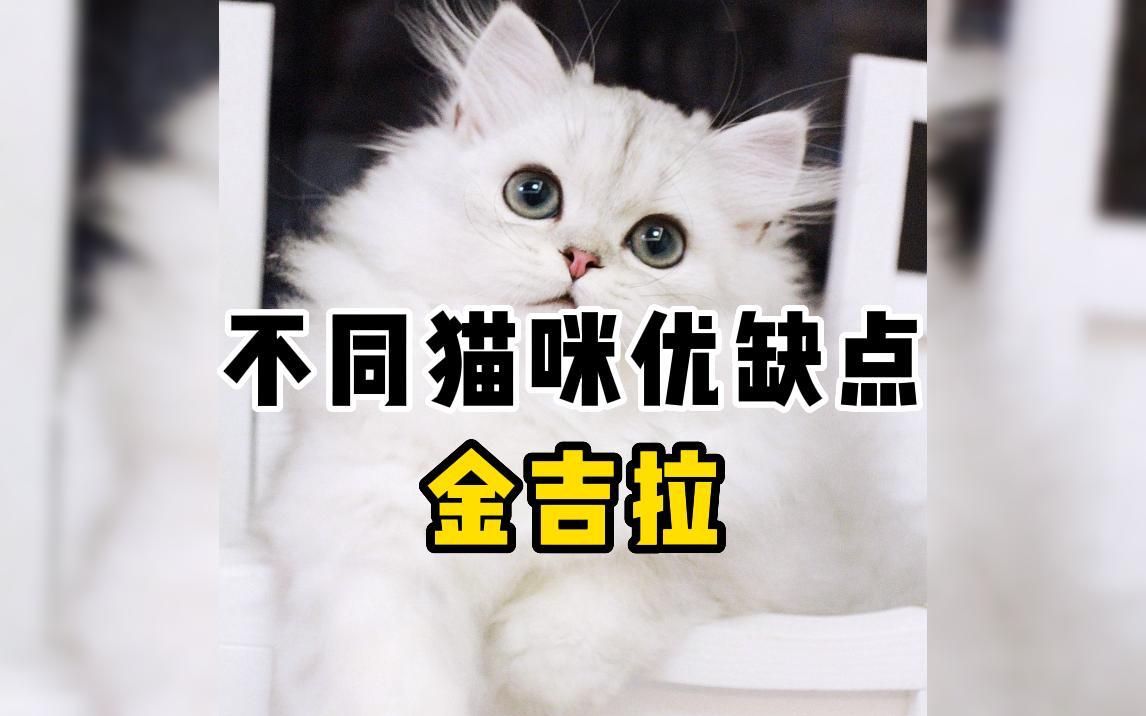 金吉拉来喽~哔哩哔哩bilibili