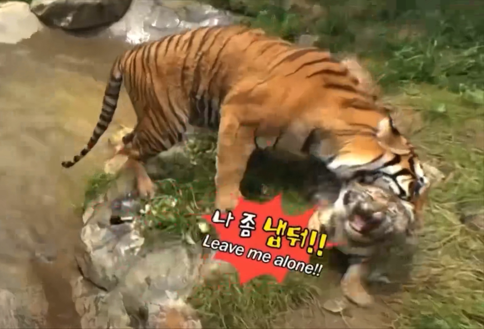 问:小老虎被老虎妈妈咬的直叫哆嗦吗?太搞笑啦哈哈