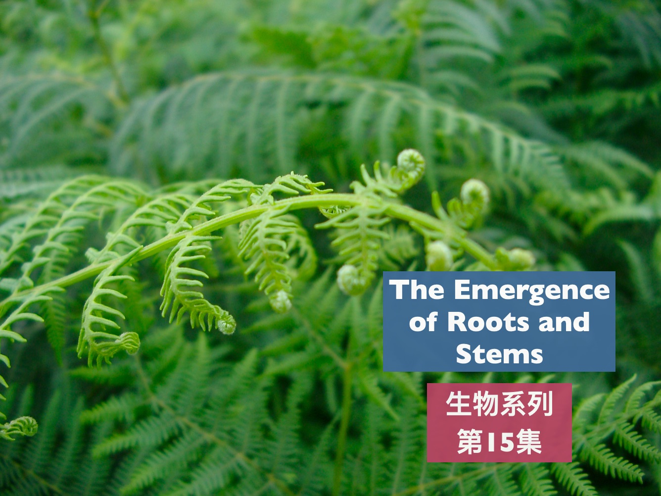 托福背景知识生物15Ferns, The Emergence of Roots and Stems哔哩哔哩bilibili