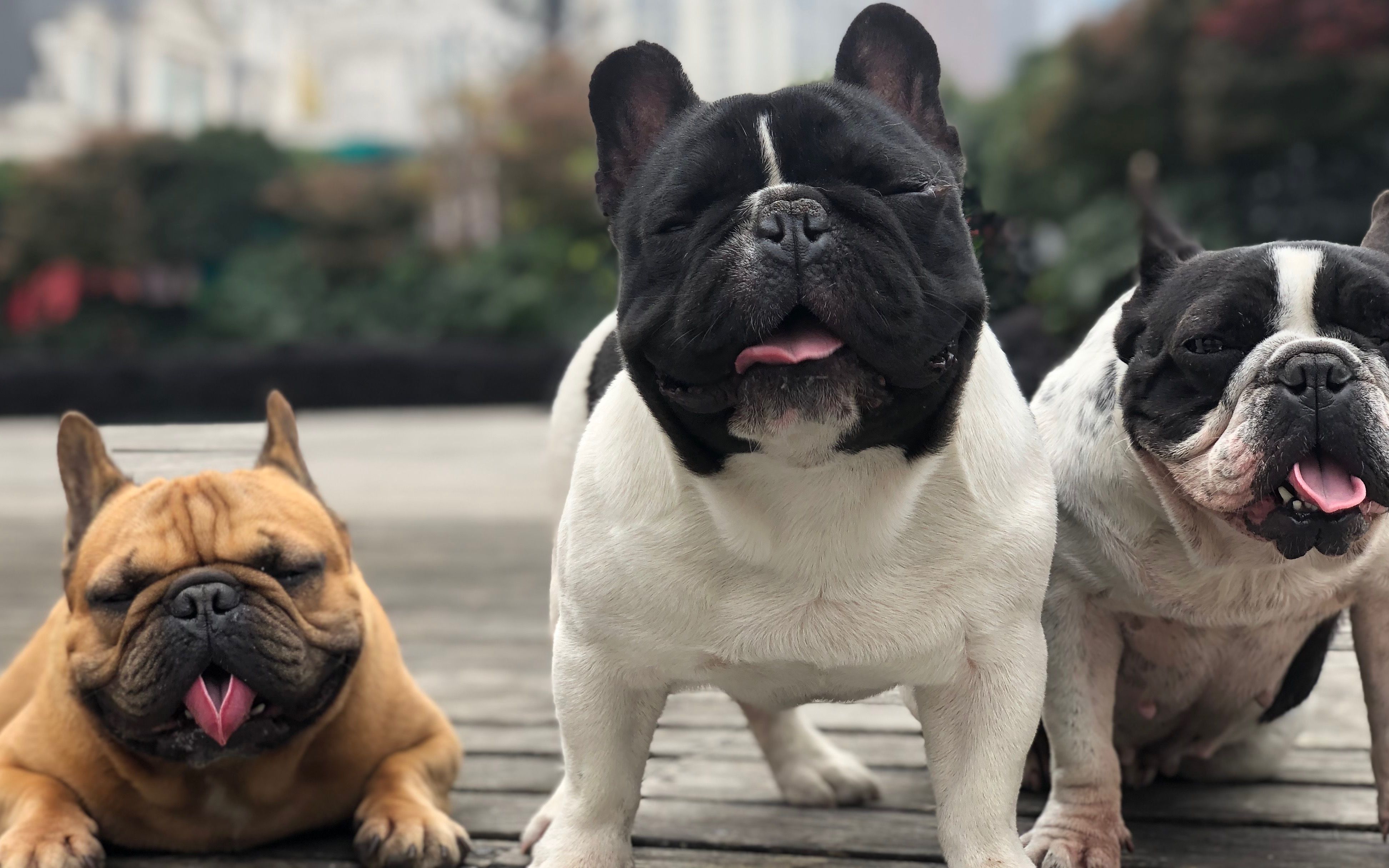 法国斗牛犬经常被被人说又丑又傻?铲屎官:我不这样认为