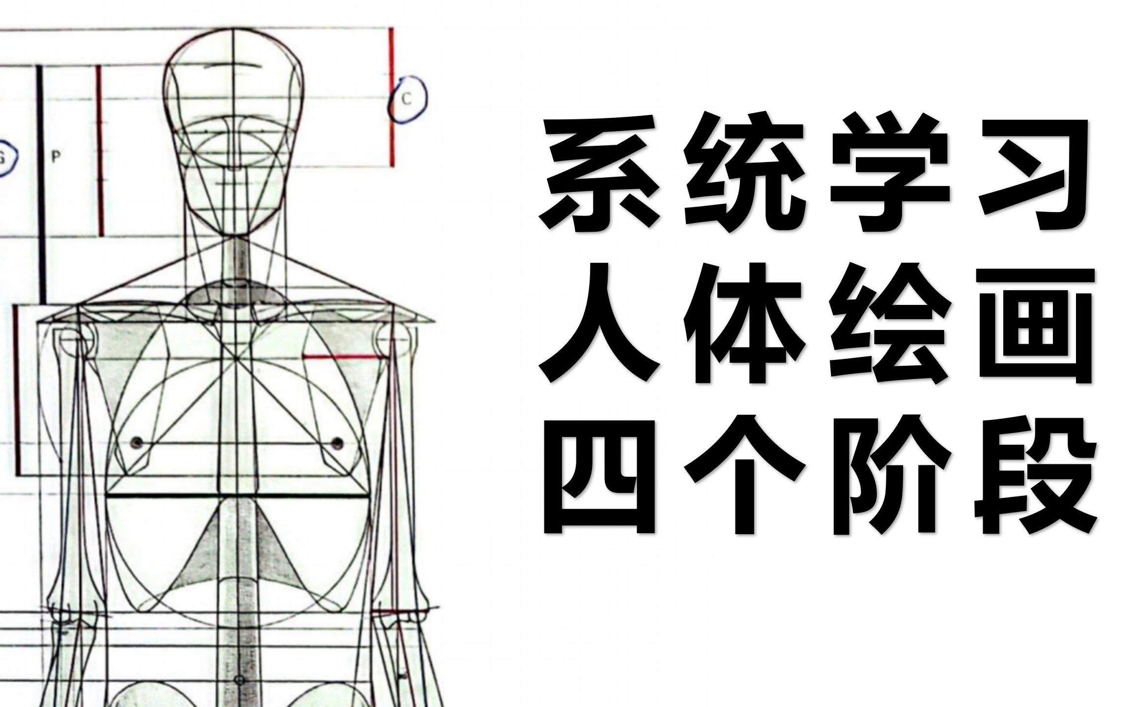 [图]系统学习人体的四个阶段