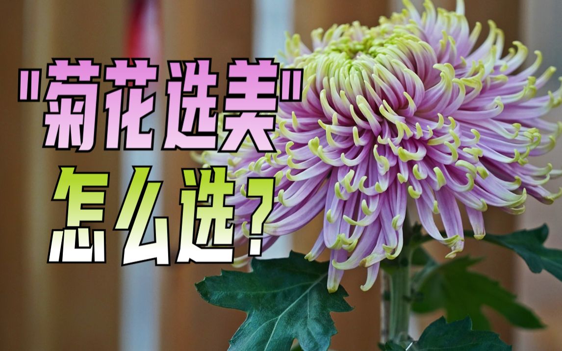 “菊花选美”怎么选?哔哩哔哩bilibili