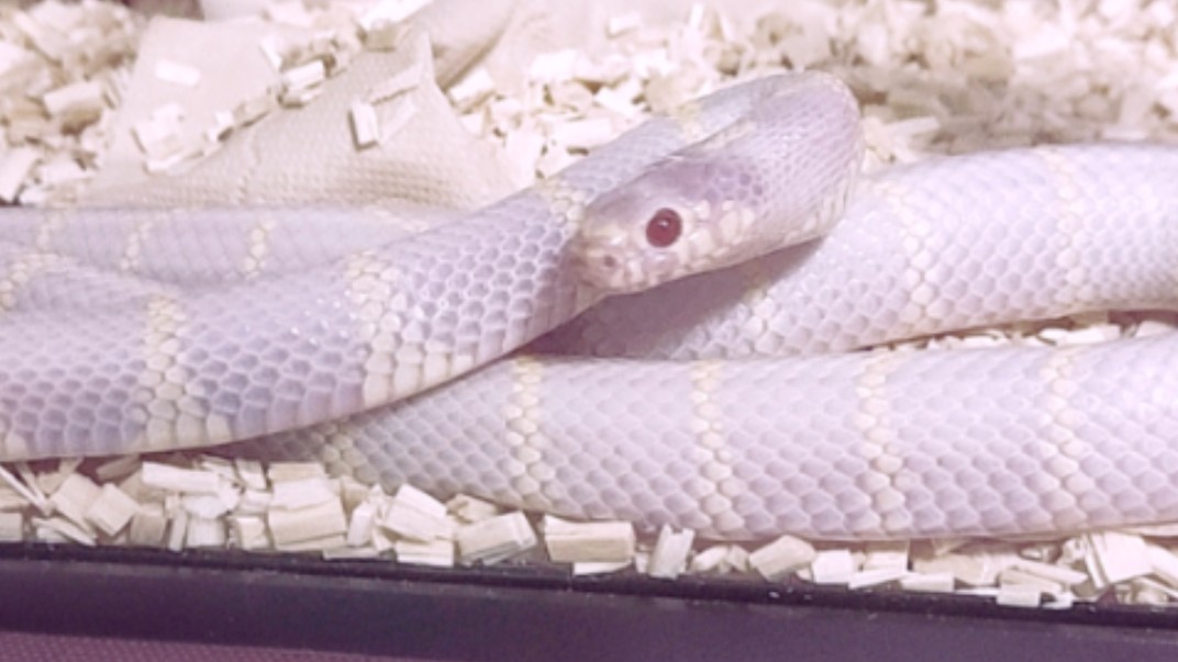 加州王蛇(*∩ω∩)