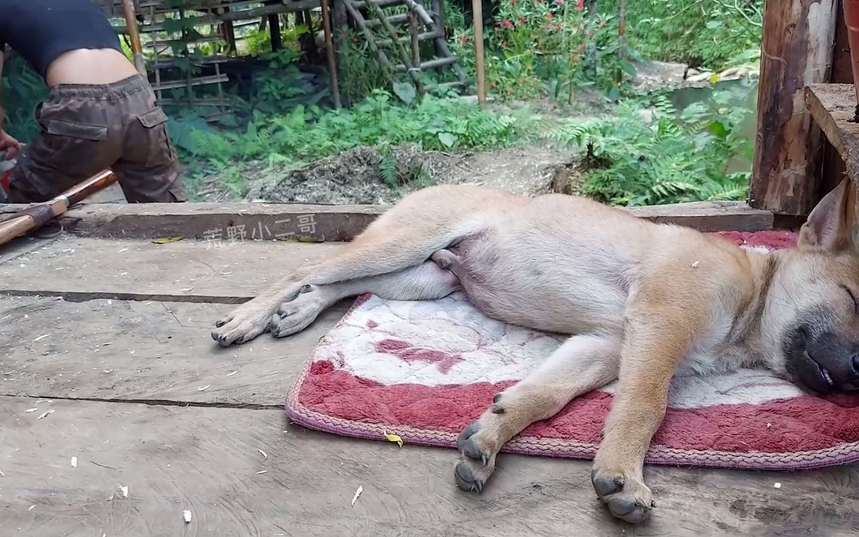 [图]安娜的荒野生活，木屋基础设施的完善，犬舍的建设