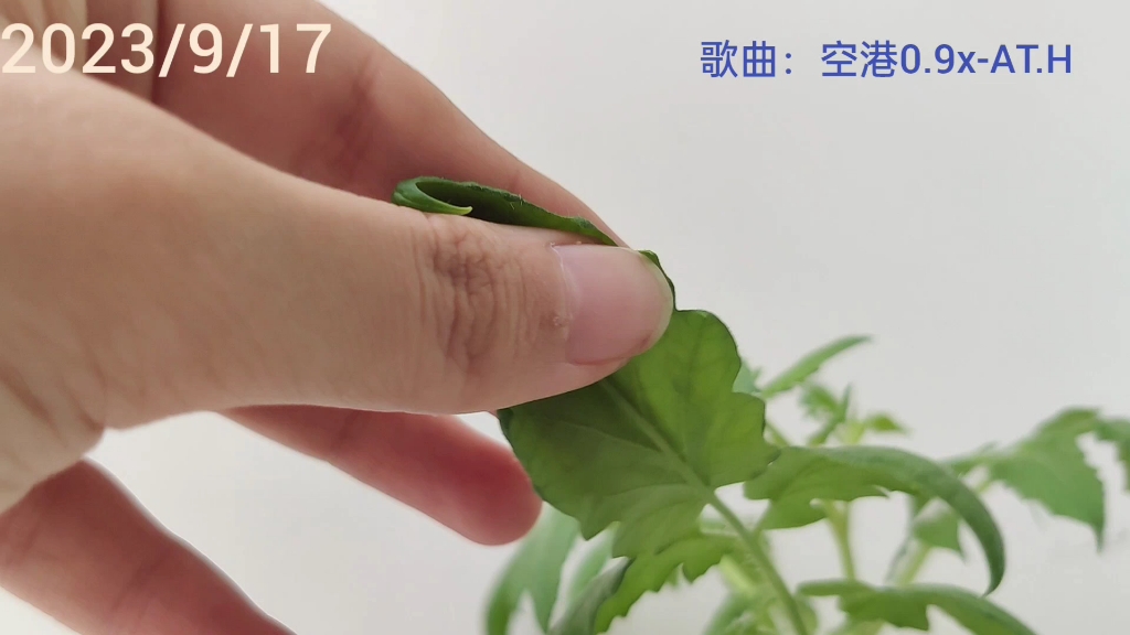 20230917番茄叶子上长了小白虫,给他们买了打虫药!哔哩哔哩bilibili