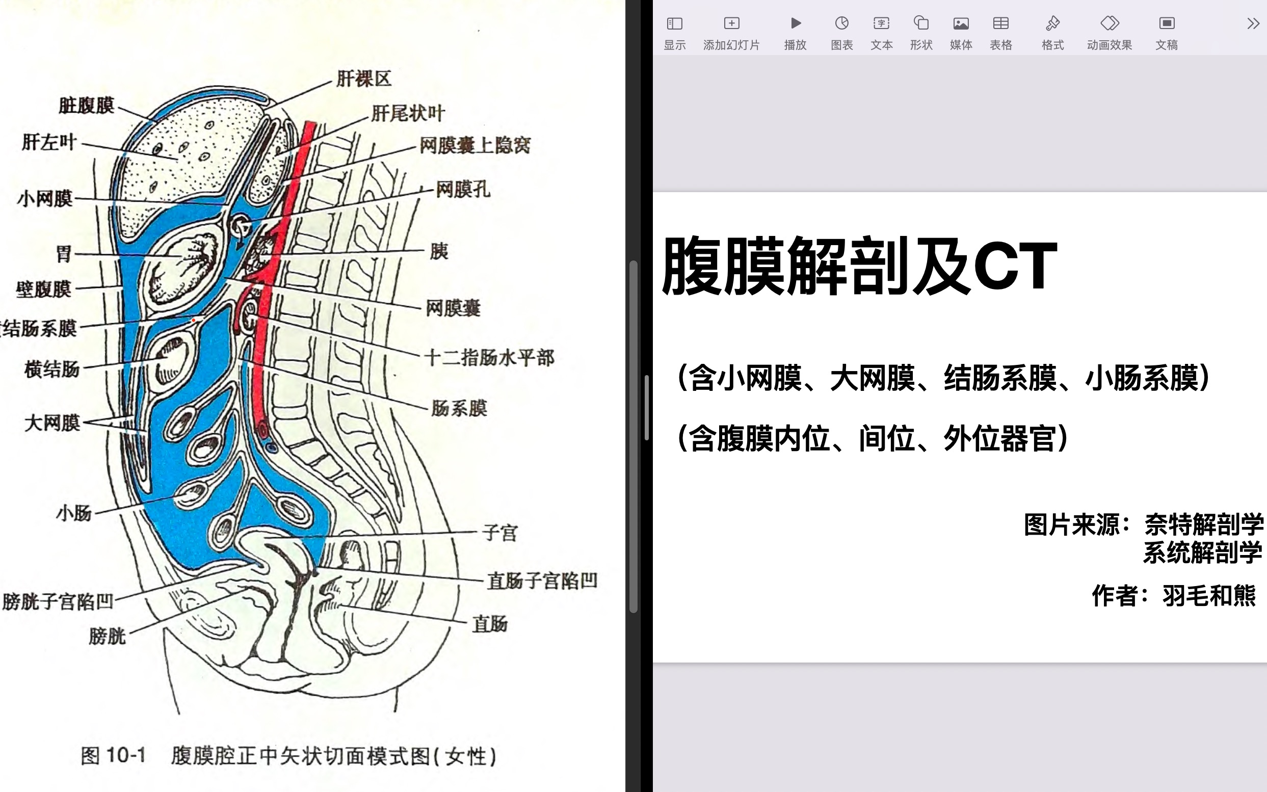 详细分解腹膜解剖及ct(上)